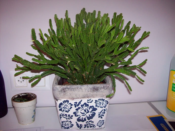 exotica23092008_01.jpg