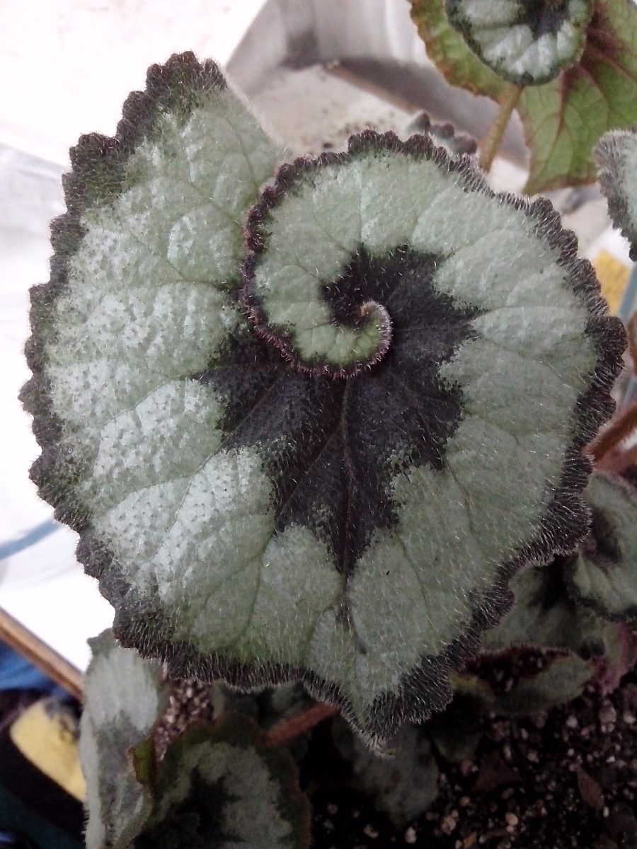 exoticas-raras-irresistibles-planta-begonia-caracol-avl-D_NQ_NP_374905-MLA25091185557_102016-F.jpg
