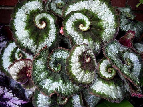exoticas-raras-irresistibles-plantin-begonia-caracol-avl-D_NQ_NP_760421-MLA20752386644_062016-F.jpg