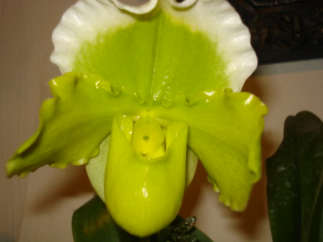 expocoban2009002.jpg