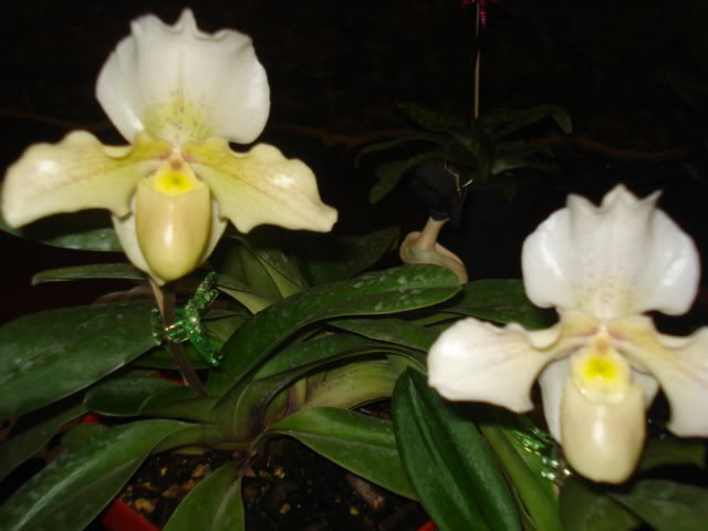 expocoban2009004.jpg