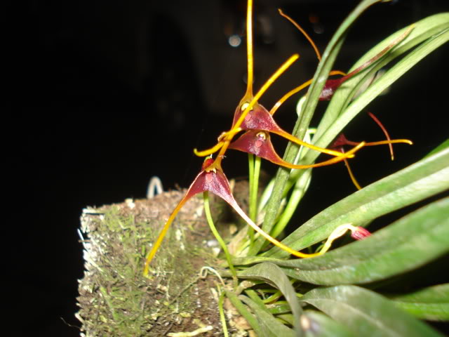 expocoban2009012.jpg