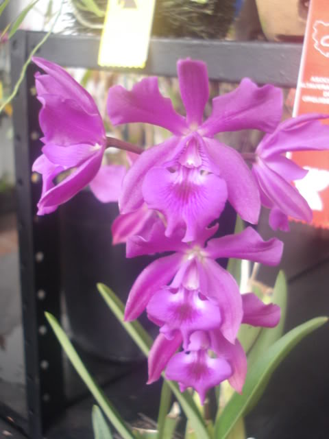 expocoban2009016.jpg