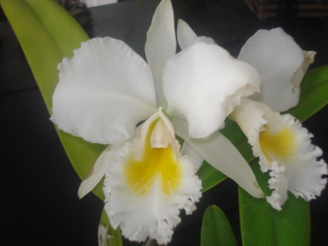 expocoban2009019.jpg