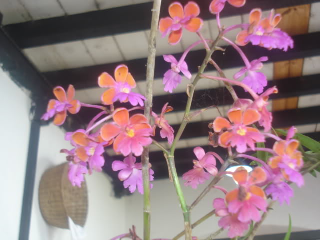 expocoban2009023.jpg