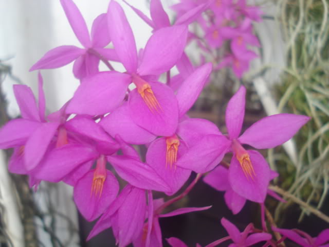 expocoban2009025.jpg