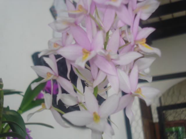 expocoban2009026.jpg