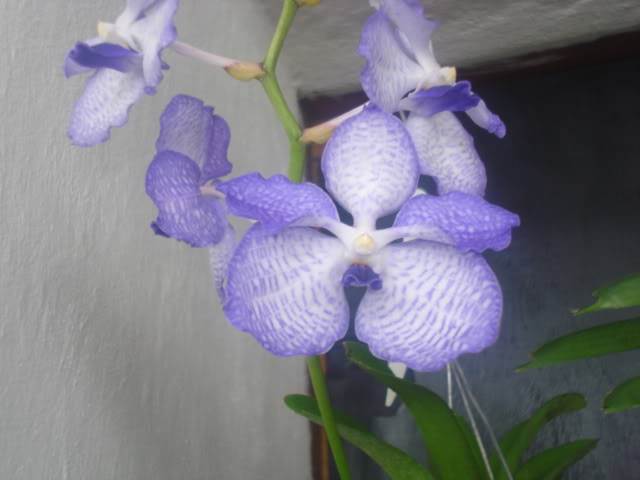 expocoban2009027.jpg