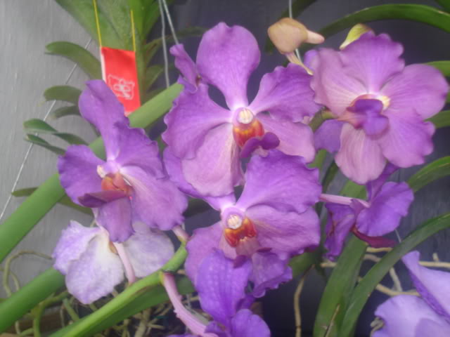 expocoban2009029.jpg