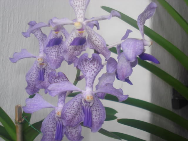 expocoban2009030.jpg