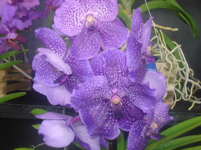 expocoban2009031.jpg
