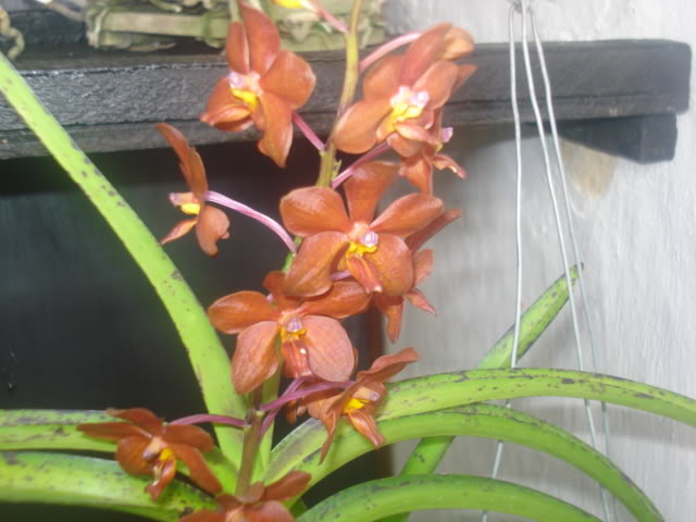 expocoban2009033.jpg