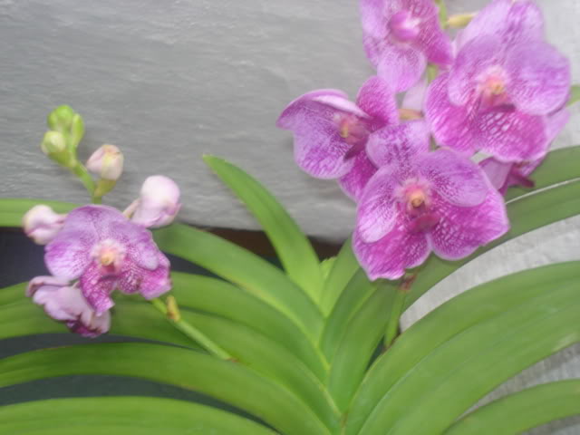 expocoban2009034.jpg