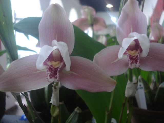 expocoban2009056.jpg