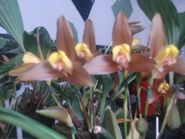 expocoban2009057.jpg