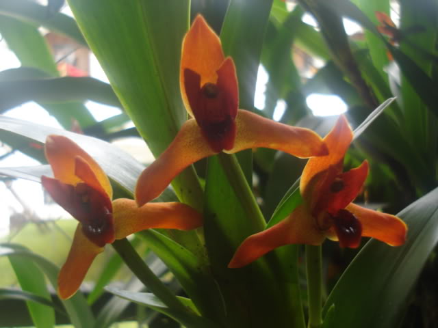 expocoban2009058.jpg