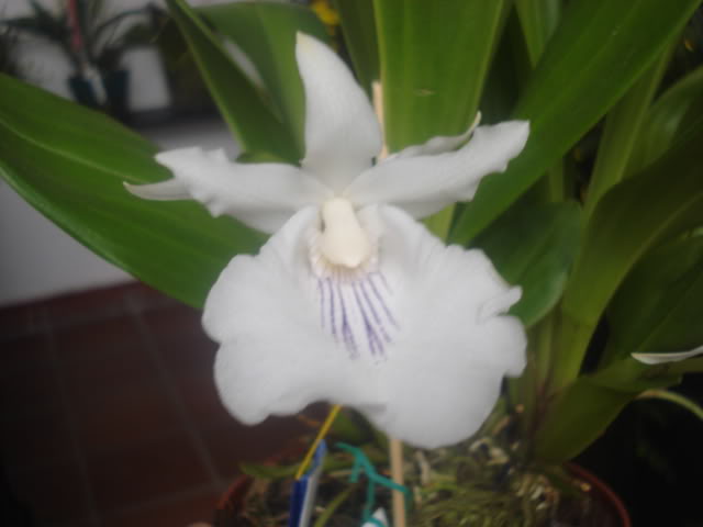 expocoban2009094.jpg