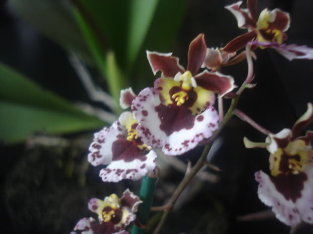 expocoban2009098.jpg