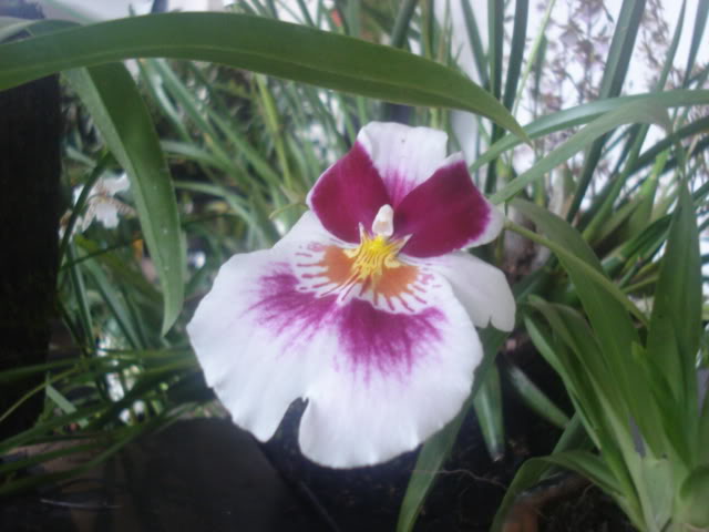 expocoban2009104.jpg
