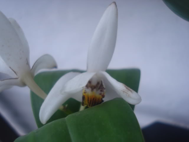 expocoban2009107.jpg