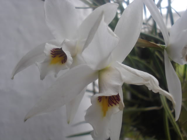 expocoban2009144.jpg