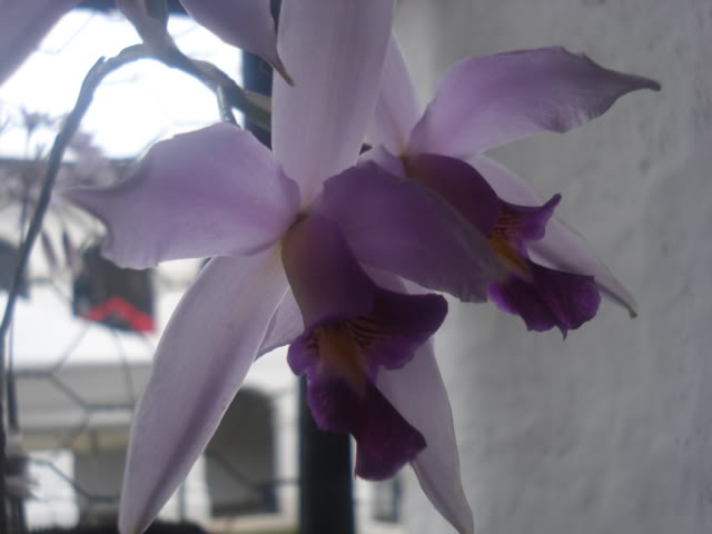 expocoban2009146.jpg