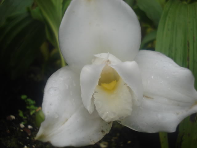 expocoban2009164.jpg