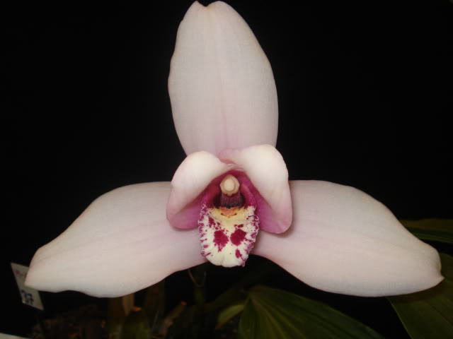 expoguate2010285.jpg