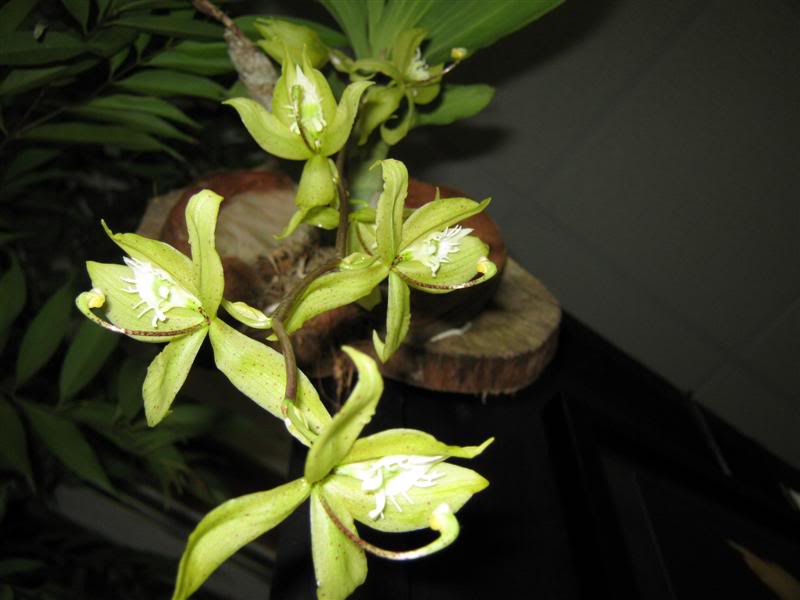 exporquideaspanama061.jpg