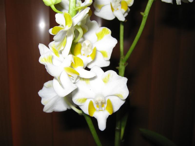 exporquideaspanama072.jpg