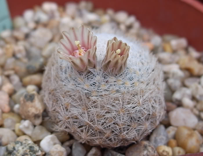 f-mlasiacantha1a.jpg