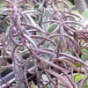 f00236_tn.jpg