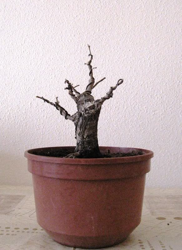 f11.jpg