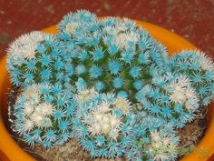 f2e1414f1160e19fc7820f7e79f04f92--cacti-and-succulents-cv.jpg