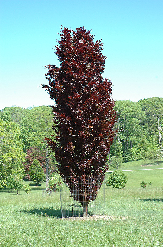 F438-02.jpg