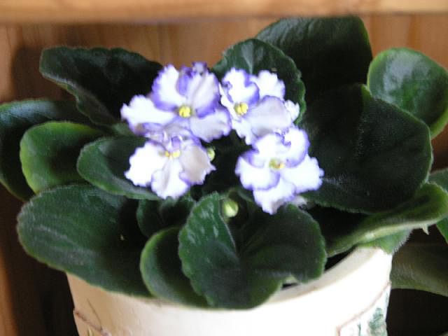 f442c0e1.jpg