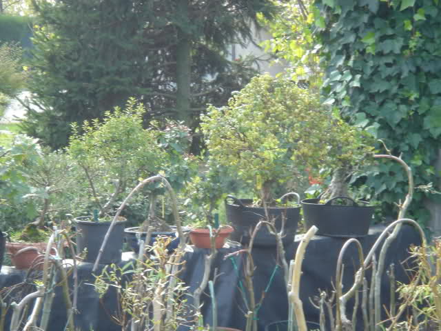 f45sj.jpg