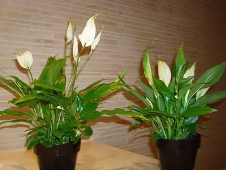 f50h6w.jpg