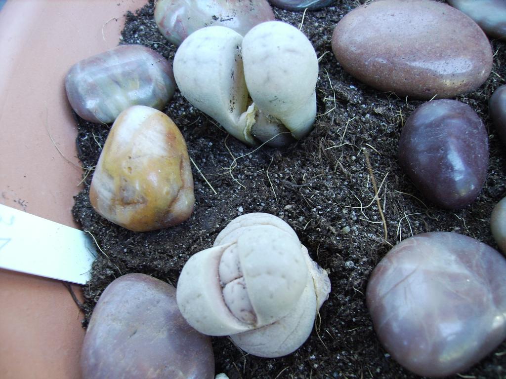 F55%20L.ruschiorum%20191%2022-03-06.JPG