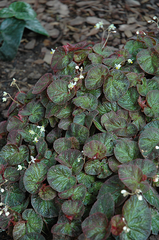F571-18.jpg