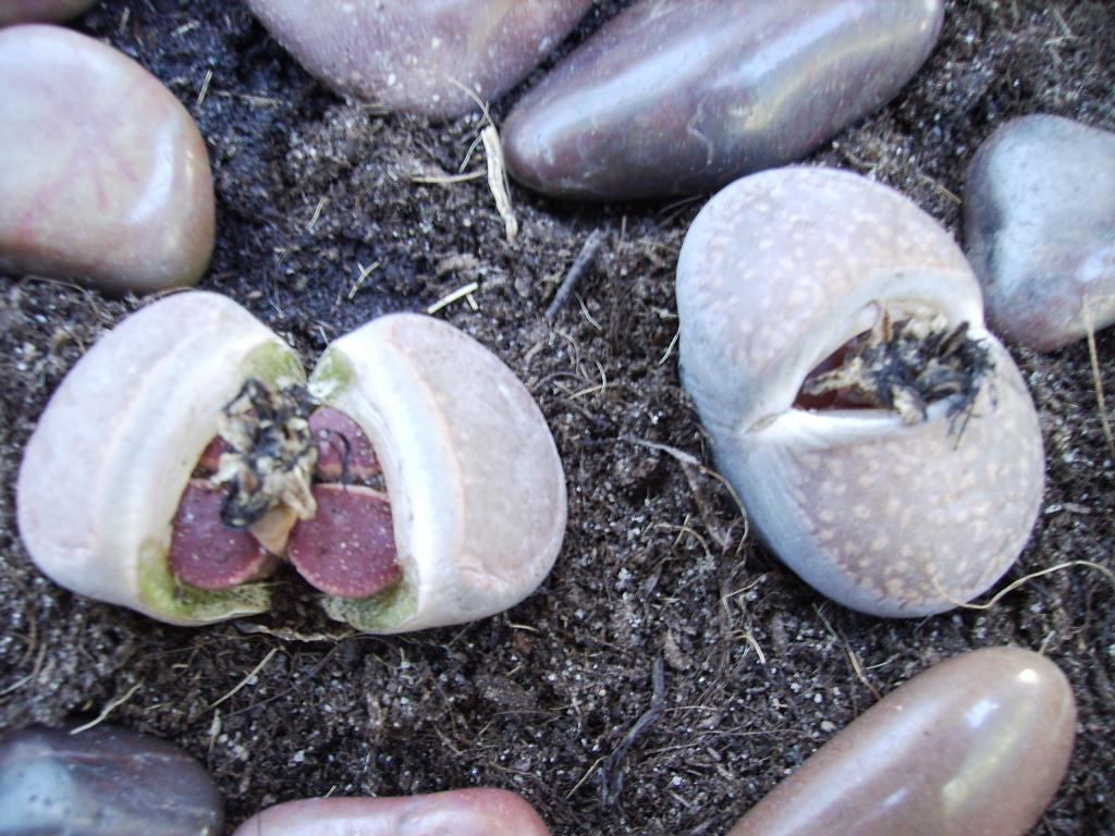 F59%20L.aucampiae%20ex%20wise%2022-03-06.JPG