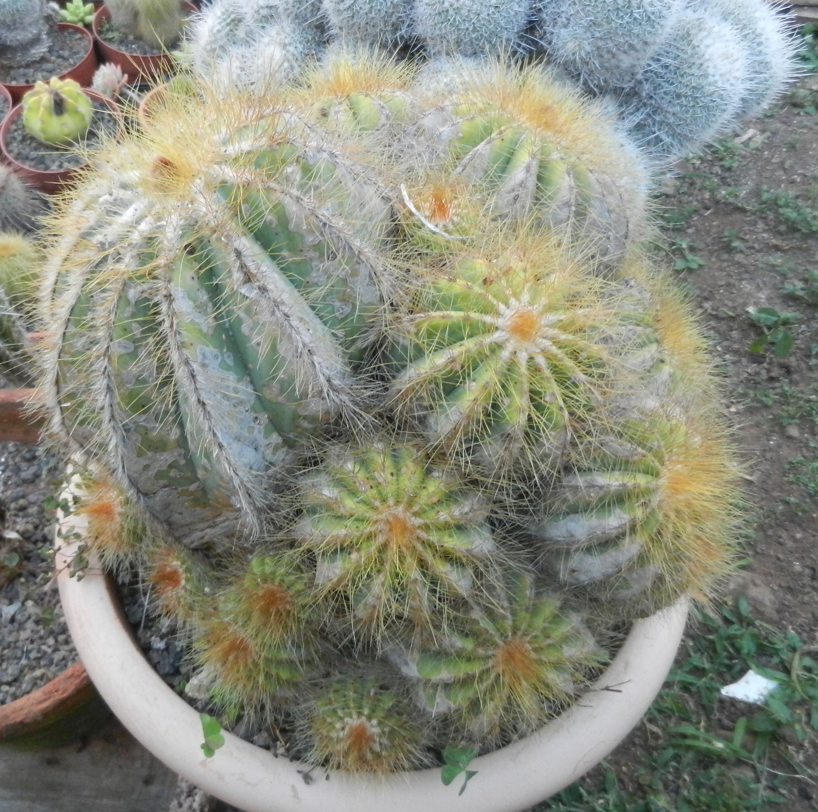 f5e81135_o.jpe