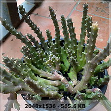 f77f11d92b8004ede0cc4a33541e0dado.jpg