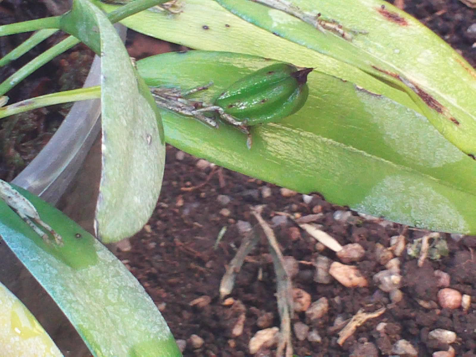 f9glqa.jpg