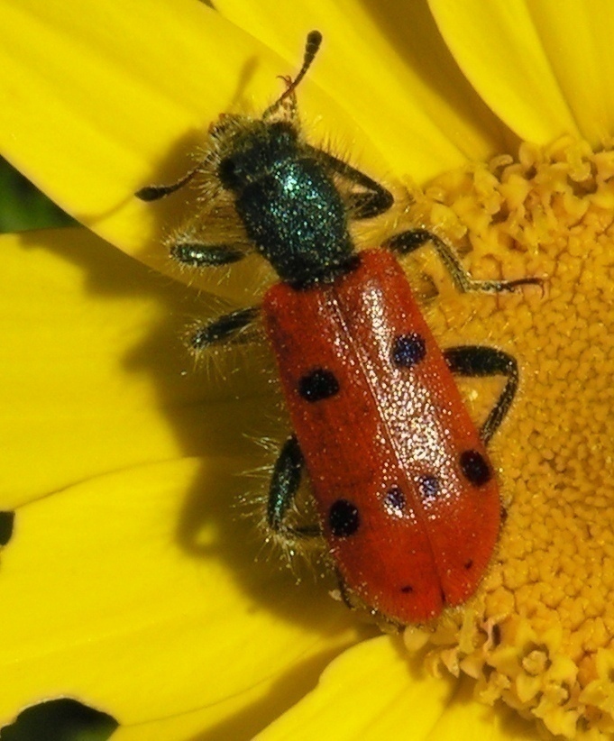 f_15IV2007178m_d64fae0.jpg