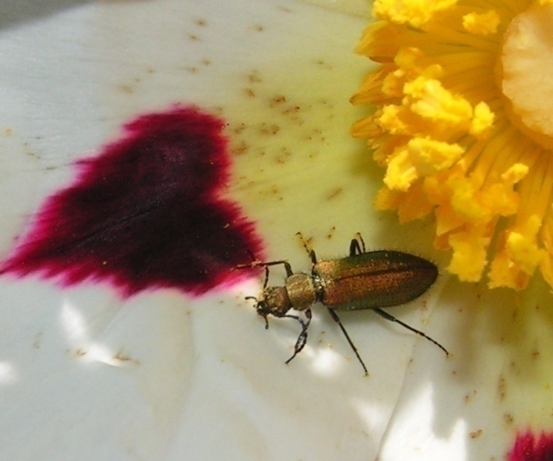 f_17IV200781am_ce7c114.jpg