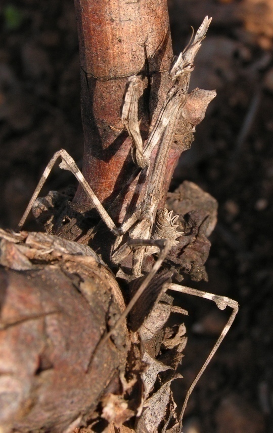 f_29XII2006i_e106m_3dfea79.jpg
