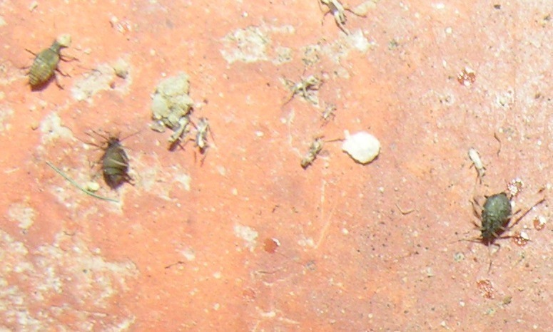 f_5X2006019m_b5bfa3f.jpg
