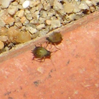 f_5X2006020m_26d3adb.jpg