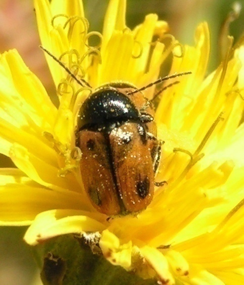 f_6V2007144m_ba707a3.jpg